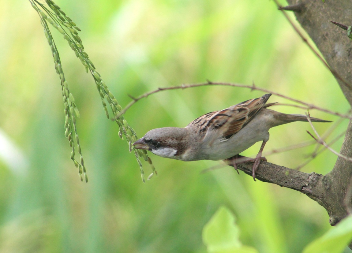 आजका तस्बिरः भदौ ३१