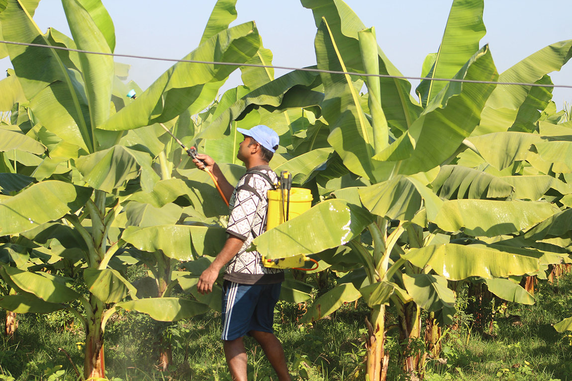 कञ्चनपुरको शुक्लाफाँटा नगरपालिका-२ रानीपुरका किसान  केरा खेतीलाई रोग, कीराबाट जोगाउनका लागि विषादी छर्कँदै।  पछिल्लो समय यहाँका किसान व्यावसायिक केरा खेतीतर्फ आकर्षित भएका छन्। तस्बिर: राजेन्द्रप्रसाद पनेरू/ रासस