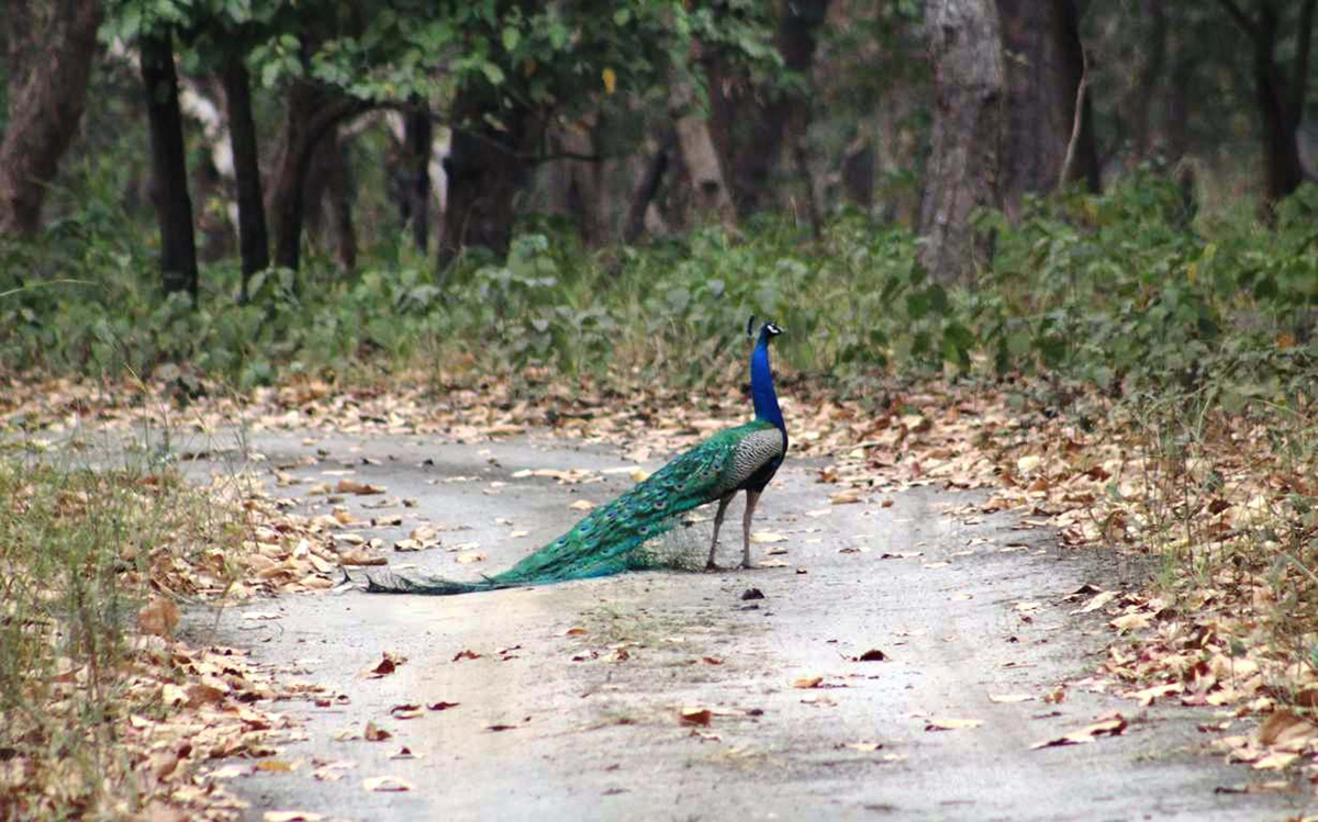 आजका तस्बिर- चैत १३