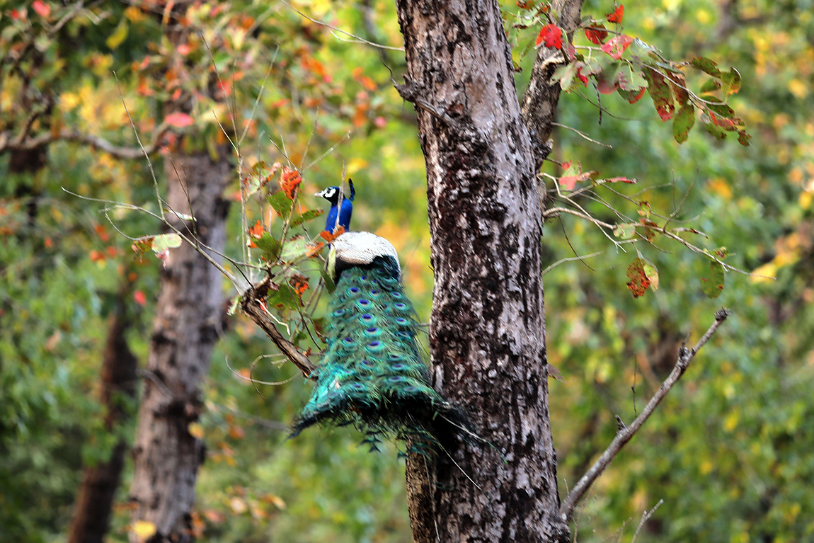 आजका तस्बिर- चैत ७