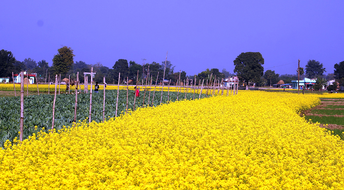 कञ्चनपुरको कृष्णपुर नगरपालिका–६ बालुवाफाँटाका किसानले व्यावसायिक रूपमा गरेको काउली र तोरी खेती। तस्बिर: राजेन्द्रप्रसाद पनेरू/रासस