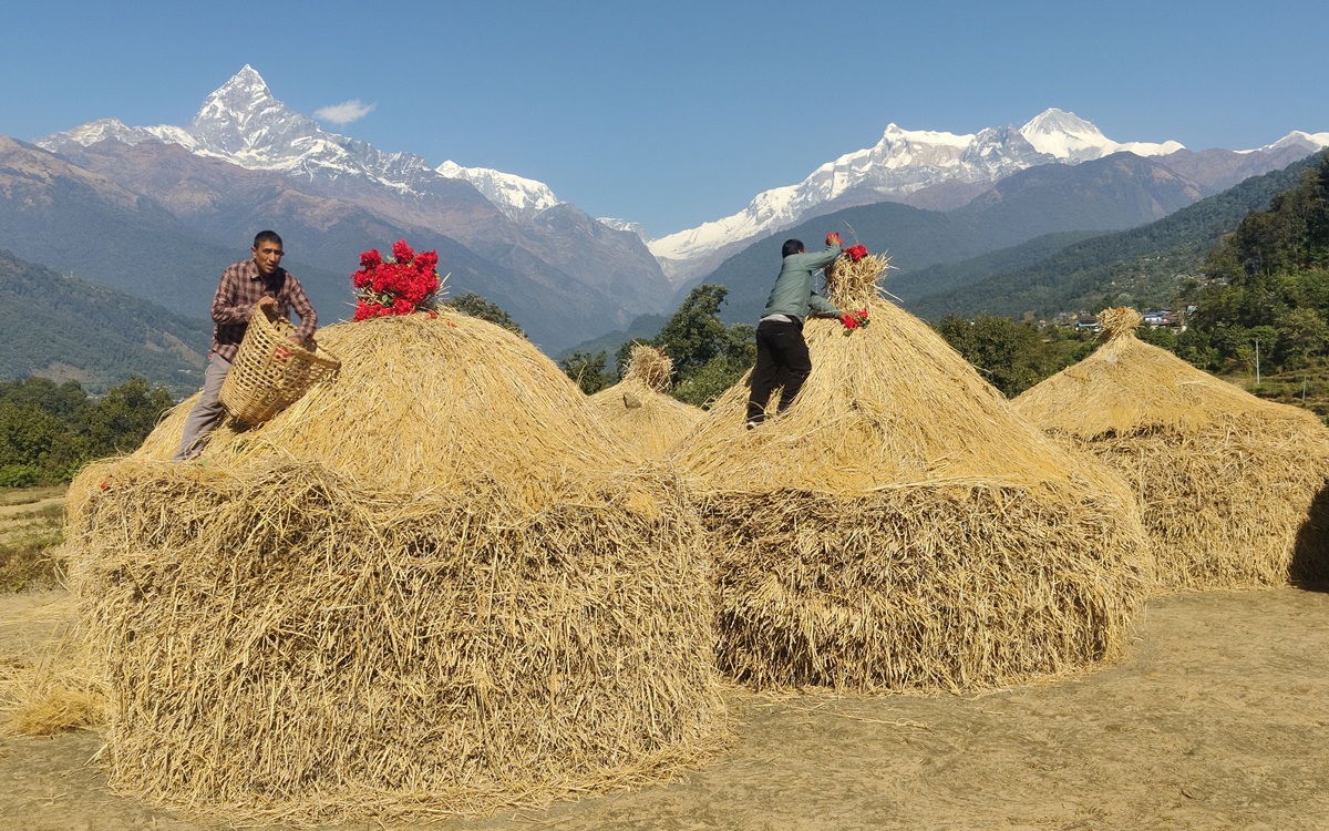 पोखरा महानगरपालिका–१९ पुरुञ्चौरस्थित चुरूङ्गामा भोली बिहान हुने दाइँ महोत्सवका लागि धानको कुन्यु सिगार्दै स्थानीय। पोखरा पर्यटन परिषद्को आयोजनामा मौलिक तथा परम्परागत दाइँको संरक्षण र प्रर्वद्धन गर्ने उद्देश्यले शनिबार बिहान चुरूङ्गामा दाइँ महोत्सव हुँदैछ। तस्बिरः राधिका कँडेल/ रासस