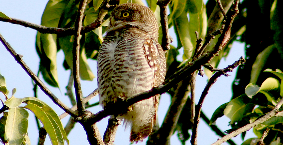 कृष्णपुर नगरपालिका–७ का स्थानीय बासिन्दाको खेत बारीमा रहेको आँपको रूखमा शिकारको प्रतीक्षामा शान्त रूपमा बसेको डुन्डुल  ‘उल्लु’। अंग्रेजीमा ‘जंगल औलेट’ का नामले चिनिने डुन्डुल नेपालका तराई र चुरे जङ्गलमा पाइन्छ। साना कीरा र छेपारो मुख्य भोजन गर्ने जङ्गल औलेट दिनमा पनि सक्रिय रहने गर्दछ। रूखको हाँगामा चुपचाप बसेर शिकारमा झम्टा हान्ने यसको बानी निकै रोचक छ। तस्बिरः राजेन्द्रप्रसाद पनेरू/रासस