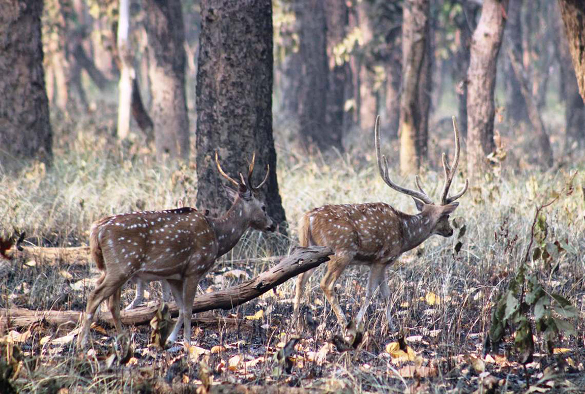 आजका तस्बिर- चैत १३