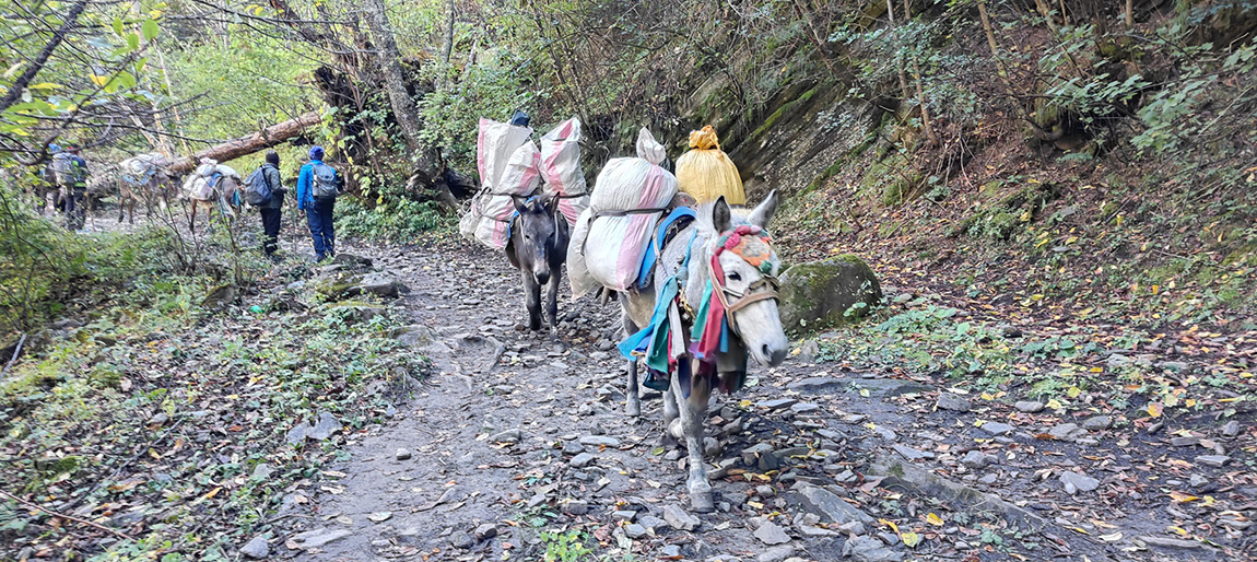 आजका तस्बिर- कात्तिक १