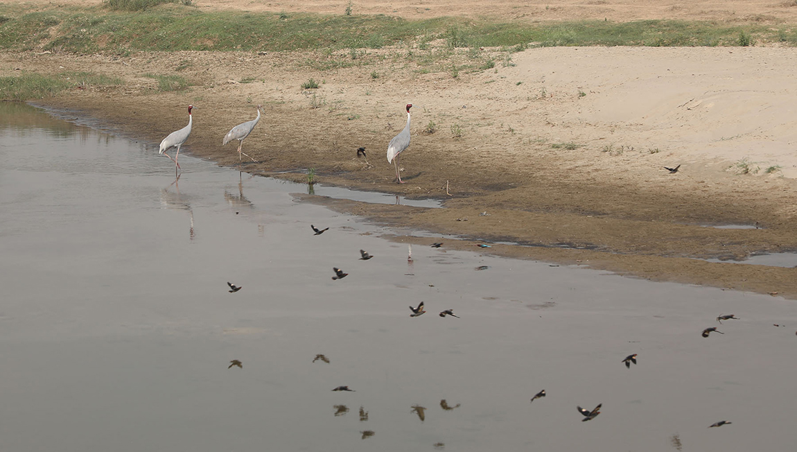 आजका तस्बिर- वैशाख ७