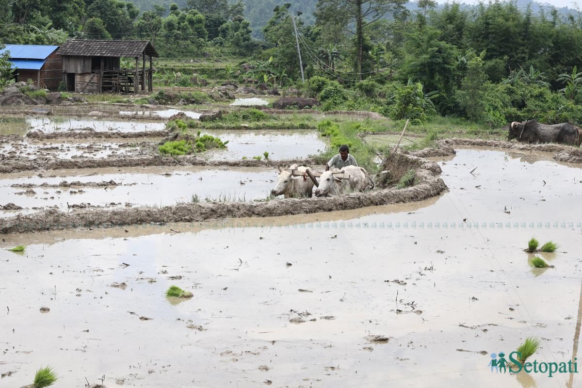 Ropai-sindhuli-(10)-ink-1750830174.jpeg