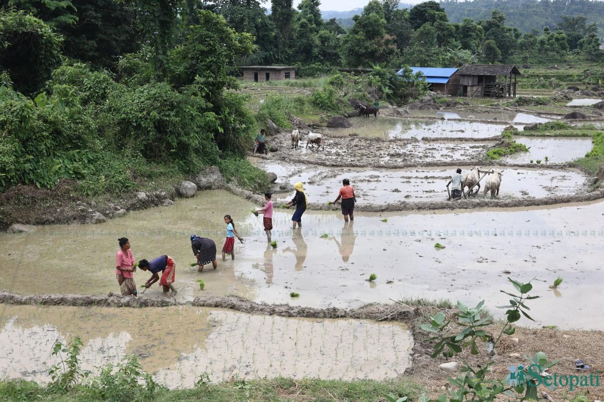 Ropai-sindhuli-(14)-ink-1750830176.jpeg