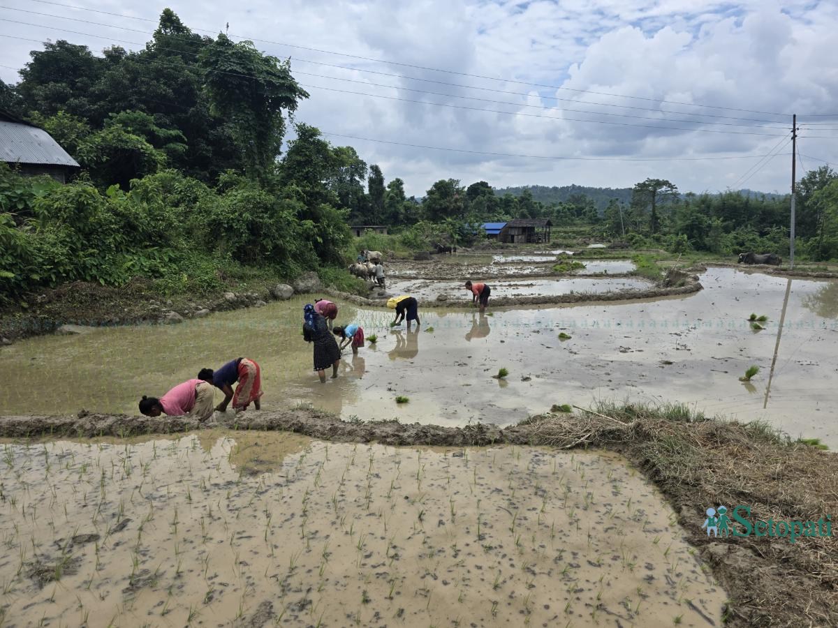 Ropai-sindhuli-(16)-ink-1750830178.jpeg