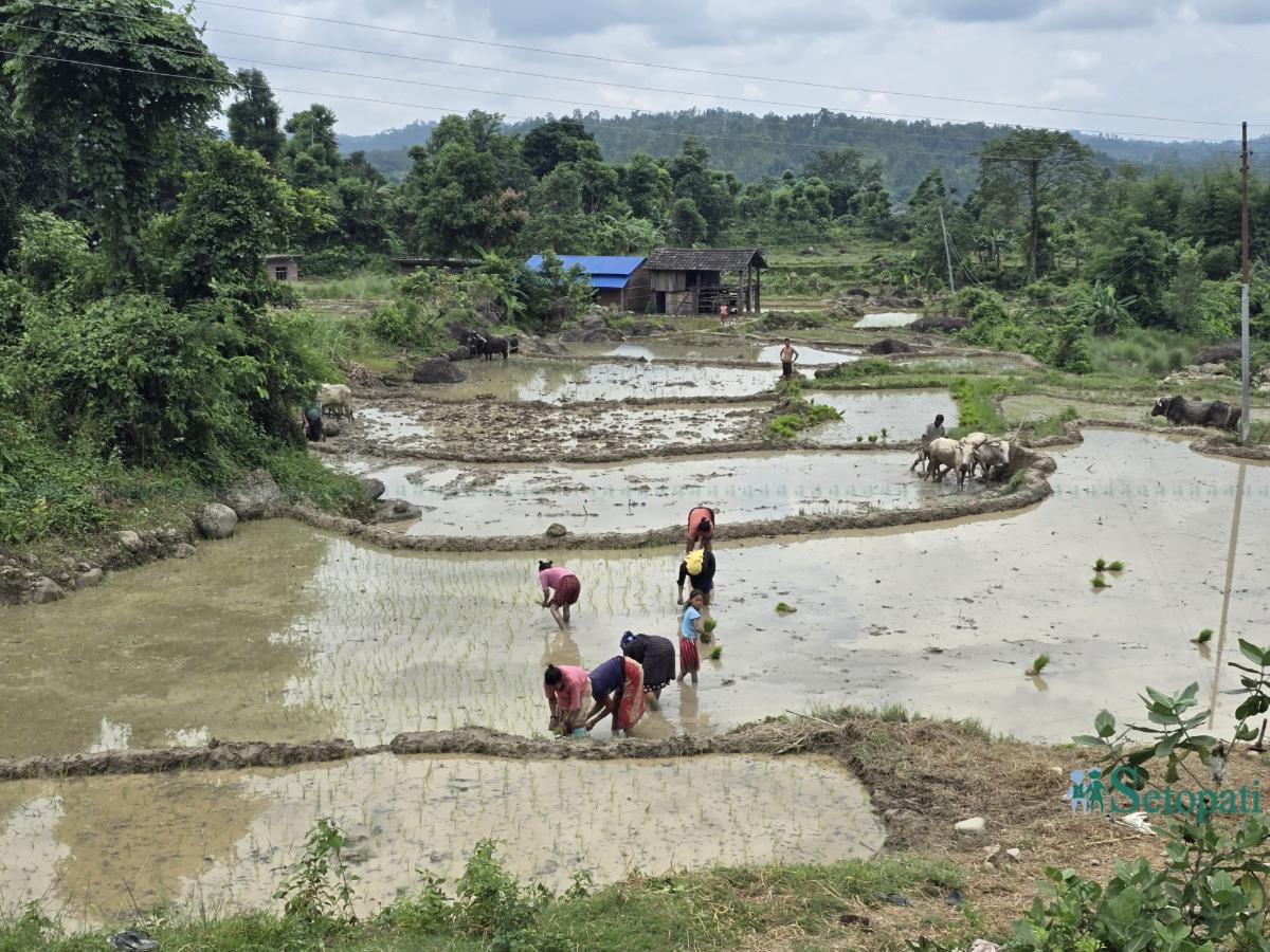 Ropai-sindhuli-(2)-ink-1750830169.jpeg