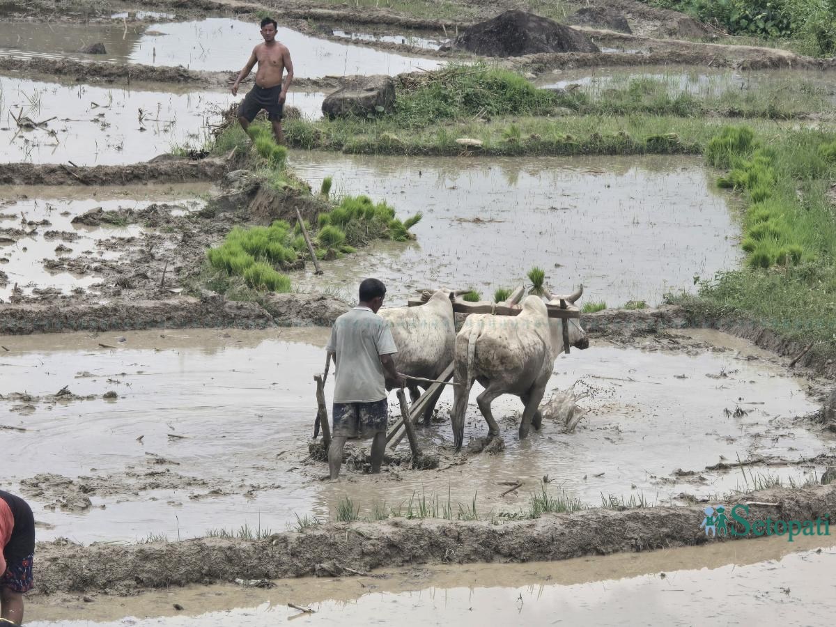 Ropai-sindhuli-(4)-ink-1750830170.jpeg