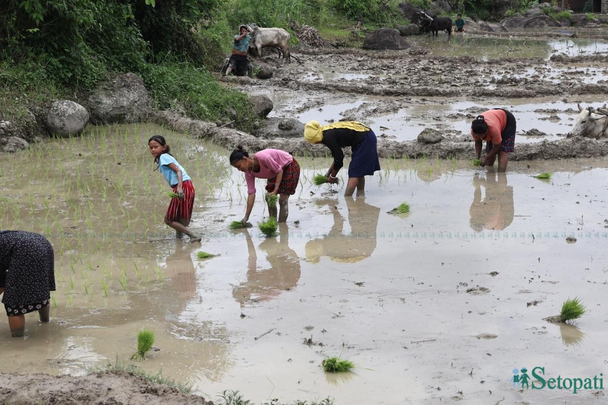 Ropai-sindhuli-(5)-ink-1750830171.jpeg