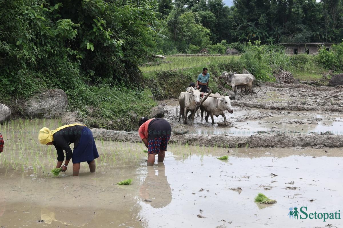 Ropai-sindhuli-(9)-ink-1750830173.jpeg
