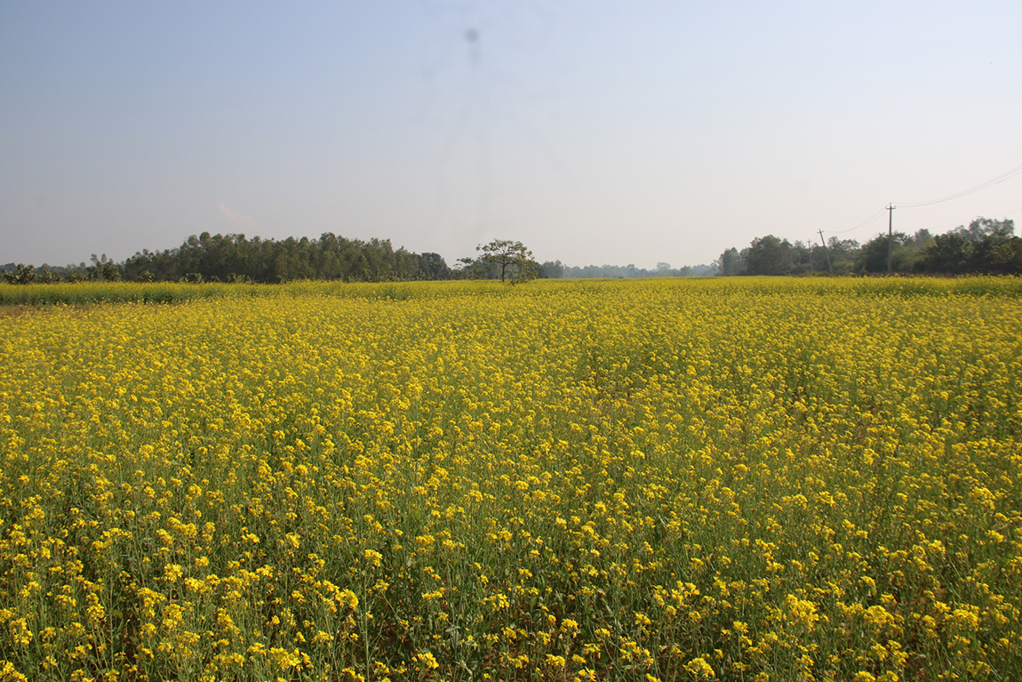 आजका तस्बिर- पुस १४