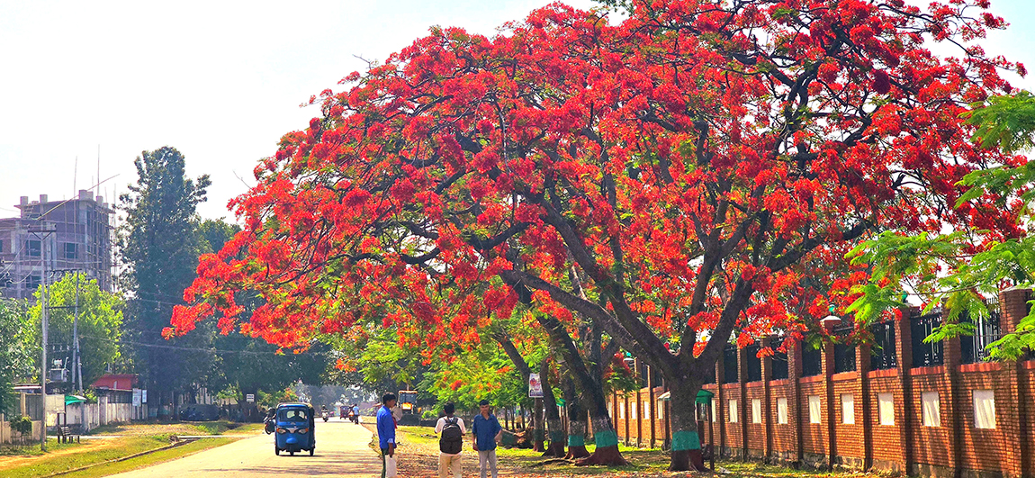 आजका तस्बिर- वैशाख १