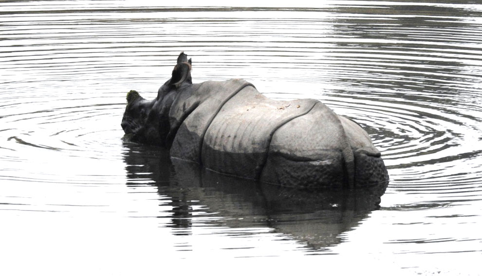 कञ्चनपुरको शुक्लाफाटा राष्ट्रिय निकुञ्जको बाबा तालमा देखिएको गैँडा। तस्बिरः शेरबहादुर सिंह/रासस