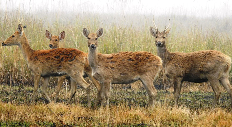 कञ्चनपुरको शुक्लाफाटा राष्ट्रिय निकुञ्जको घाँसे मैदानमा देखिएका बाह्रसिंगा। तस्बिरः शेरबहादुर सिंह/रासस