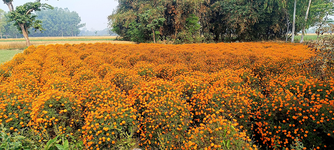 आजका तस्बिर- चैत १३