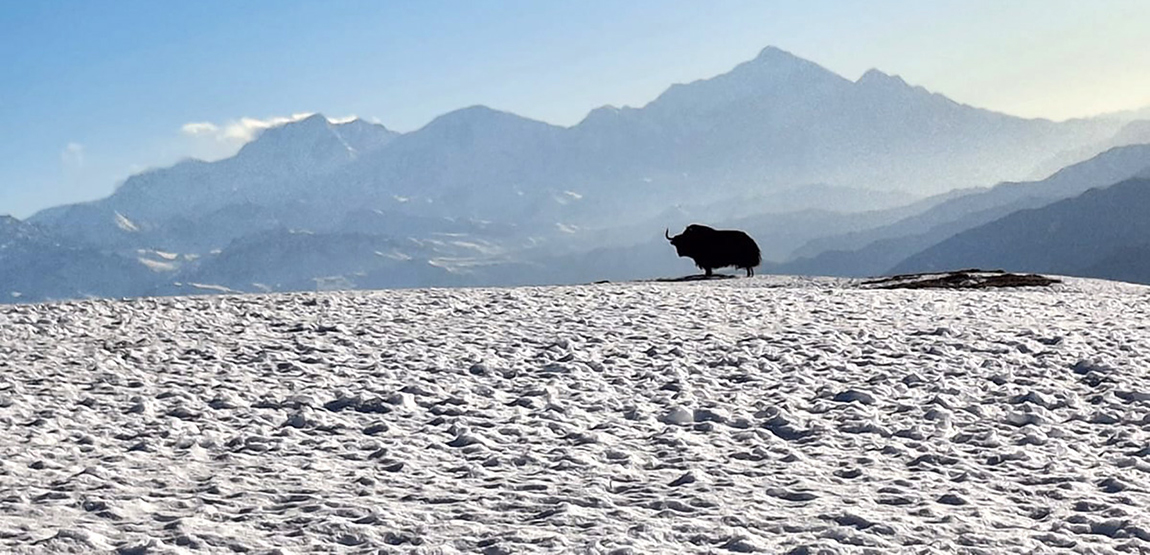 मुस्ताङस्थित नेपाल-चीन सीमा क्षेत्र २८ नम्बर पिल्लर नजिकै सेताम्मे हिउँमा चरिरहेको याक र पृष्ठभूमिमा हिमशृङ्खला। तस्बिर: सुशीलबाबु थकाली/रासस