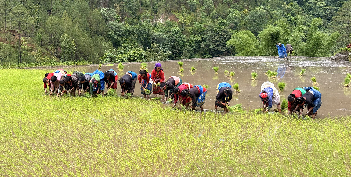 आजका तस्बिर- असार १९