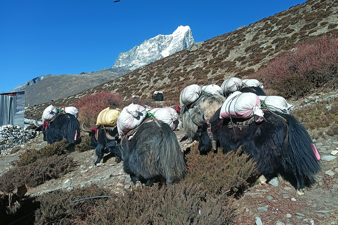 आजका तस्बिर- चैत १६