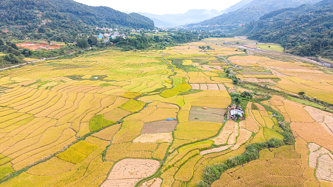 तनहुँको व्यास नगरपालिका–५ स्थित साँगेफाँटमा पाकेर पहेँलपुर देखिएको धानबाली । यहाँको किसानहरू अहिले धान काट्ने चटारोमा छन् । तस्बिर: सागर गिरी/रासस