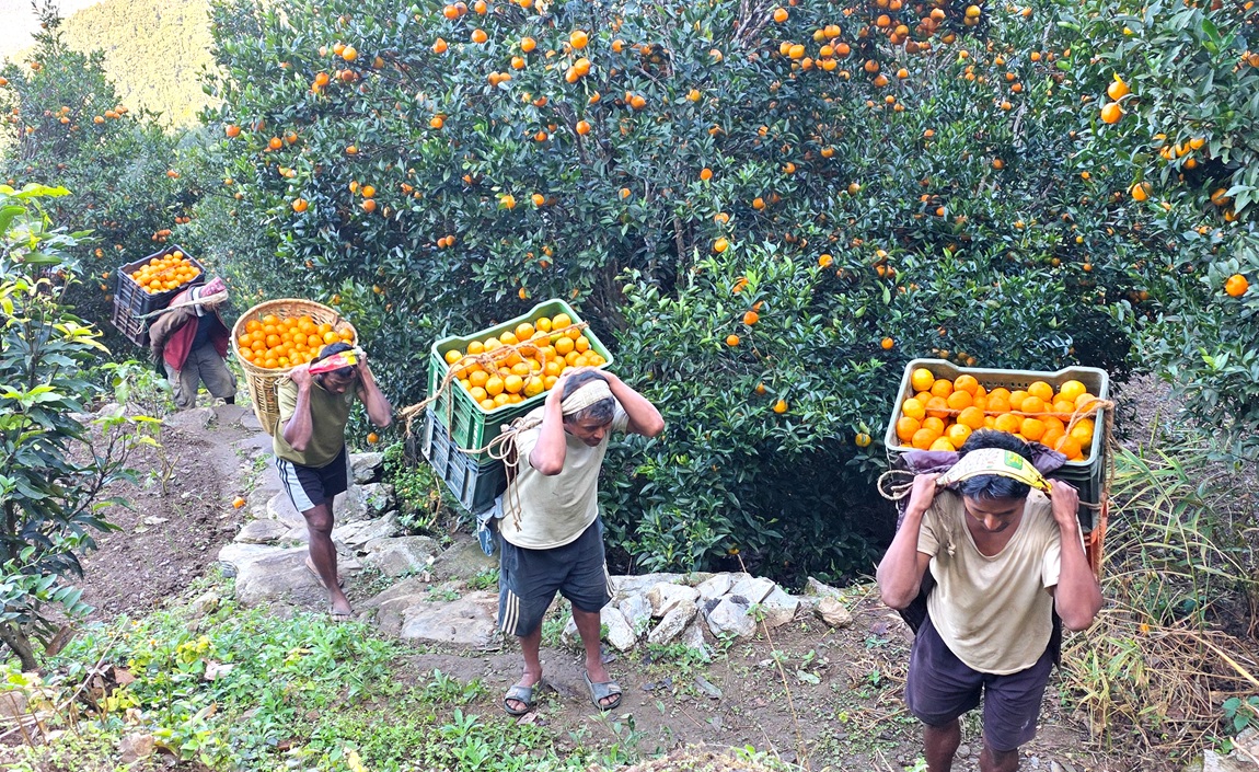 तनहुँको बन्दीपुर गाउँपालिका-४, रिपमा टिपिएको सुन्तला बजारीकरणका लागि सिलथोकस्थित सडकमा बोकेर ल्याँउदै स्थानीय कामदार। सुन्तला बगैंचाबाट सडकसम्म ल्याँउदा दैनिक १५ सय देखि दुई हजारसम्म कमाउने गरेका छन्। तस्बिर: सागर गिरी/ रासस