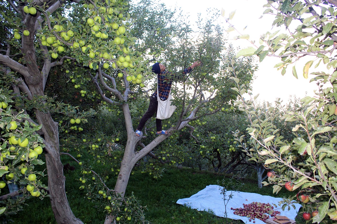 आजका तस्बिर- कात्तिक १५