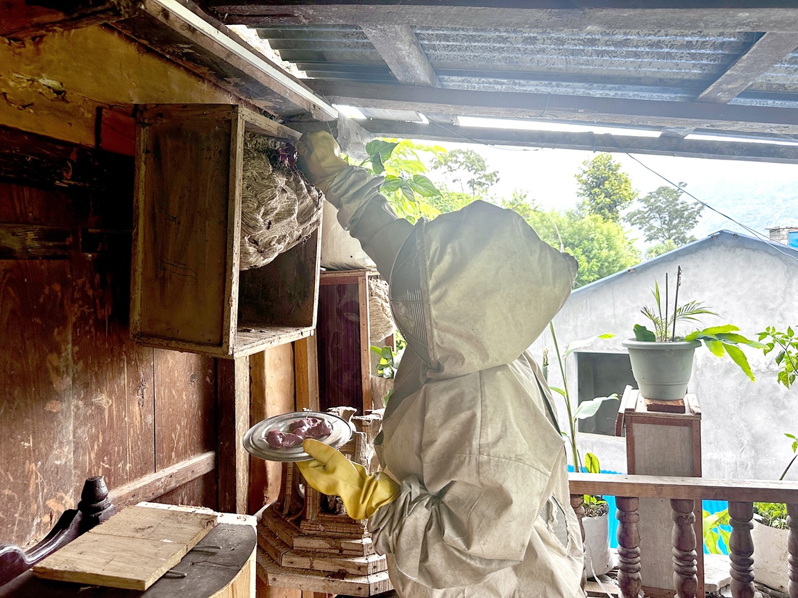 म्याग्दीको बेनी नगरपालिका–६ जामुनाखर्कमा अरिङ्गालपालन गरेकी उद्यमी गीता पाइजा शाही अरिङ्गालको गोलामा आहरा राख्दै। तस्बिरः सन्तोष गौतम/ रासस