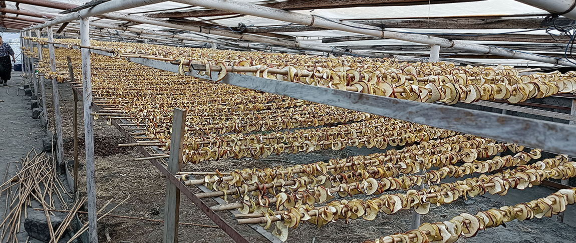 मुस्ताङको घरपझोङ गाउँपालिका-२ स्थित मार्फा गाउँका स्थानीय व्यवसायी धनप्रकाश हिराचनको उद्योगमा सुकाइएको स्याउको सुकुटी।  स्याउको सुकुटी मुस्ताङ घुम्न आउने आन्तरिक तथा बाह्य पर्यटकलाई बिक्री गरिन्छ। तस्बिर- सुशीलबाबु थकाली/रासस