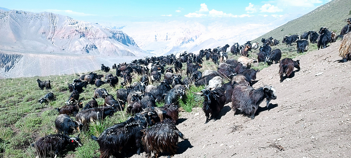 आजका तस्बिर- असार ७