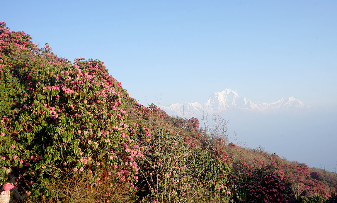 आजका तस्बिर- वैशाख ७