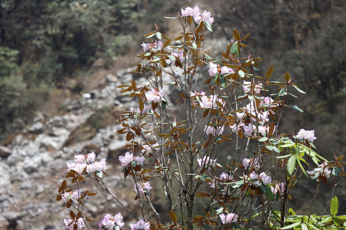 Seto-guras-1748686677.JPG