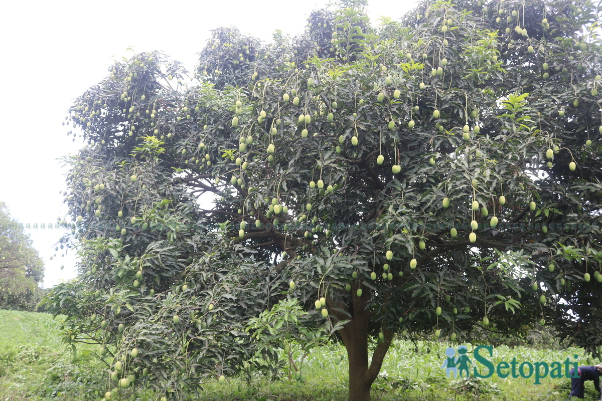 Shankar-Nepali-Mango-story11-1751997997.jpg