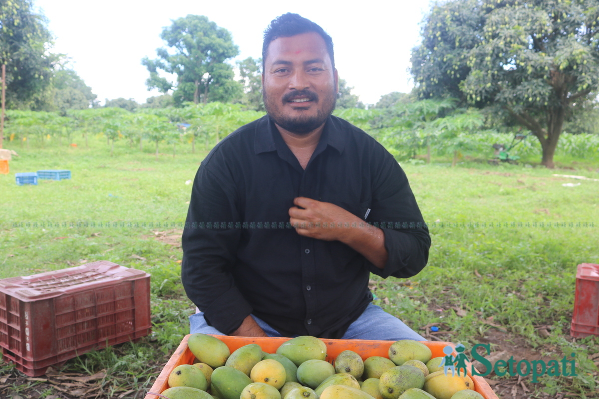 Shankar-Nepali-Mango-story12-1751997997.jpg
