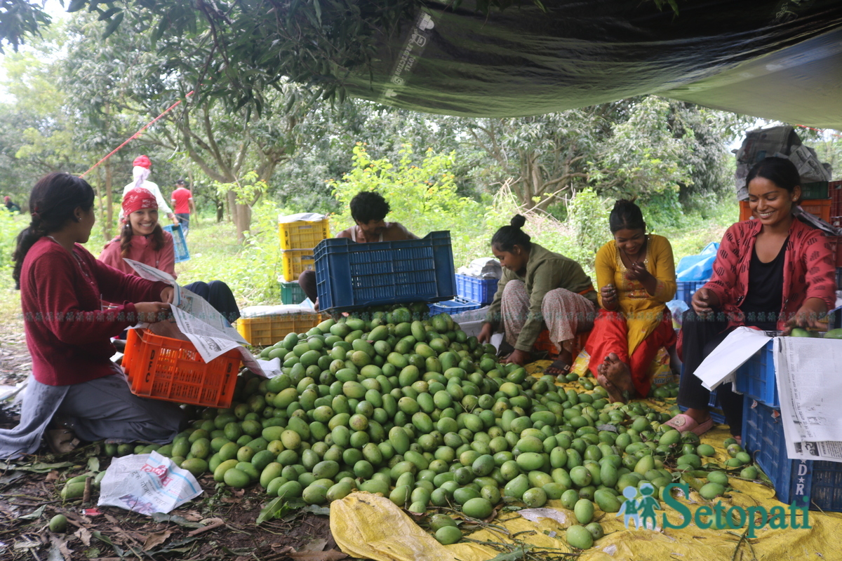 Shankar-Nepali-Mango-story15-1751997999.jpg