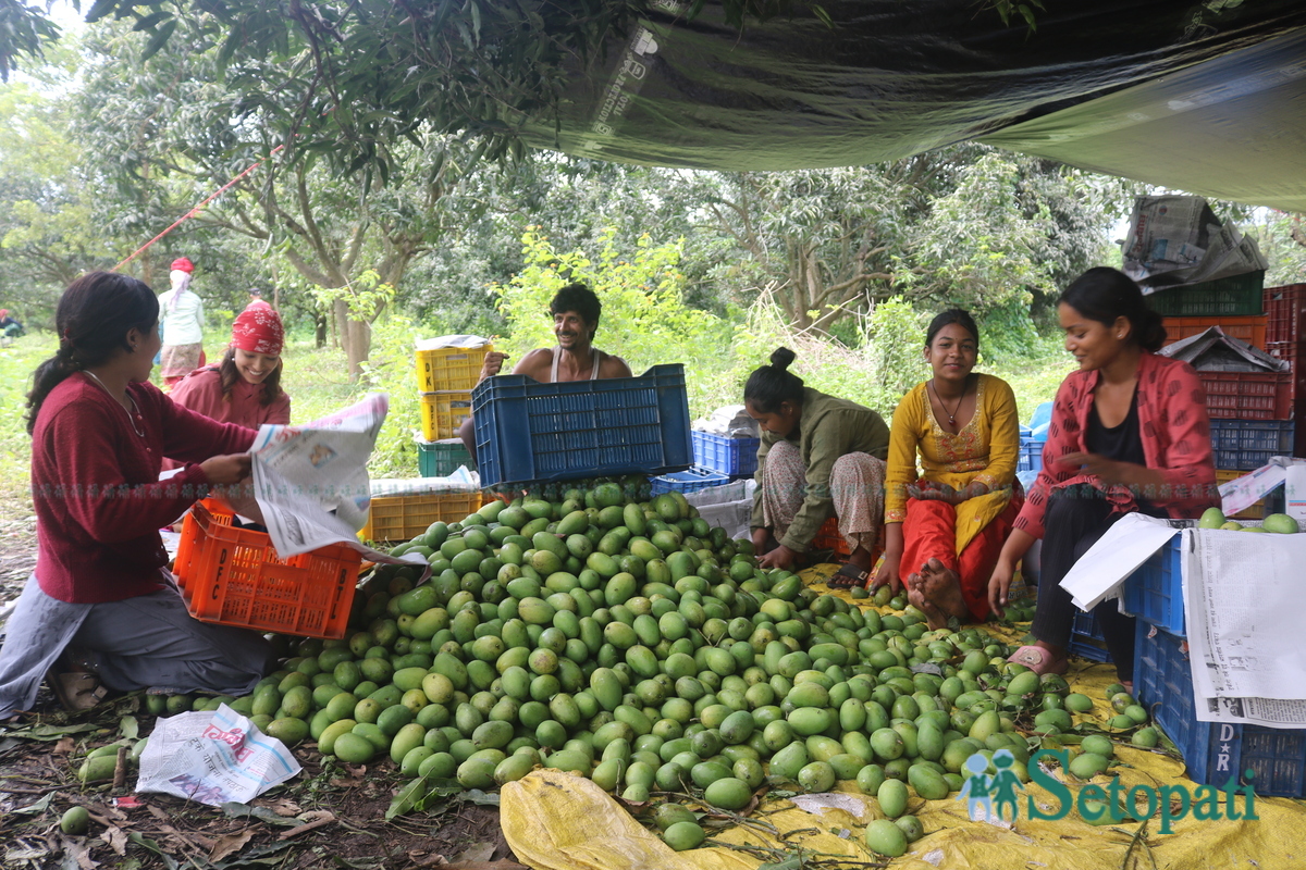 Shankar-Nepali-Mango-story4-1751997992.jpg