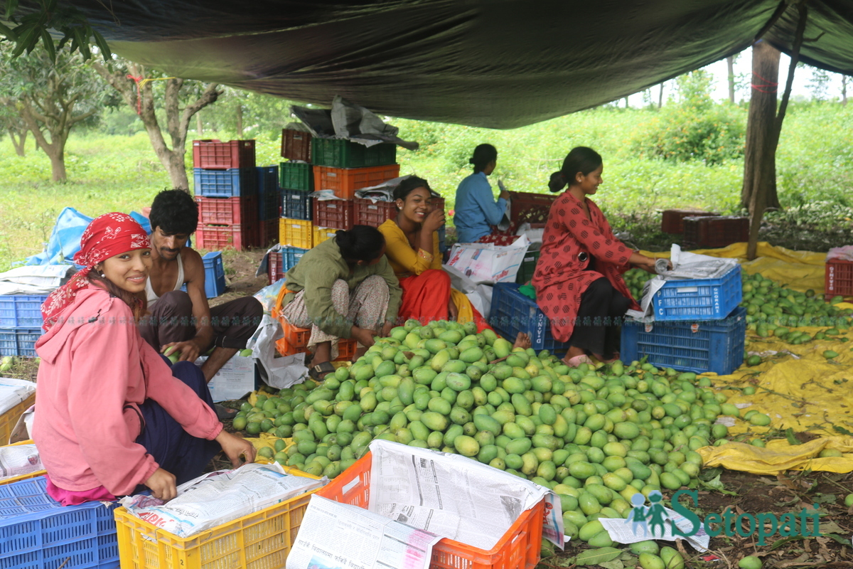 Shankar-Nepali-Mango-story5-1751997993.jpg