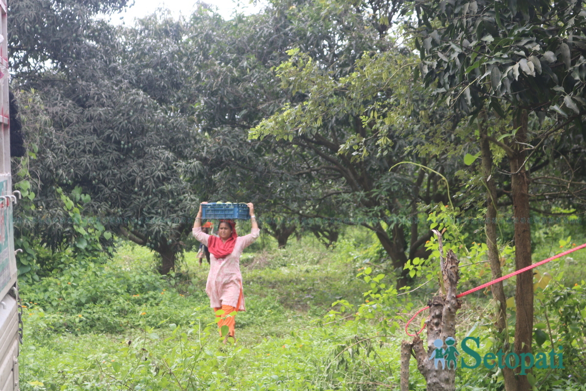 Shankar-Nepali-Mango-story6-1751997993.jpg