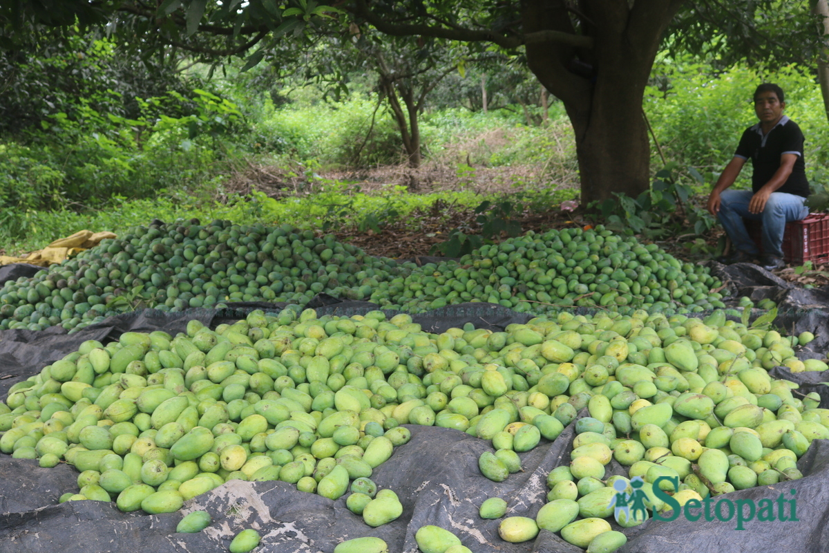 Shankar-Nepali-Mango-story7-1751997994.jpg