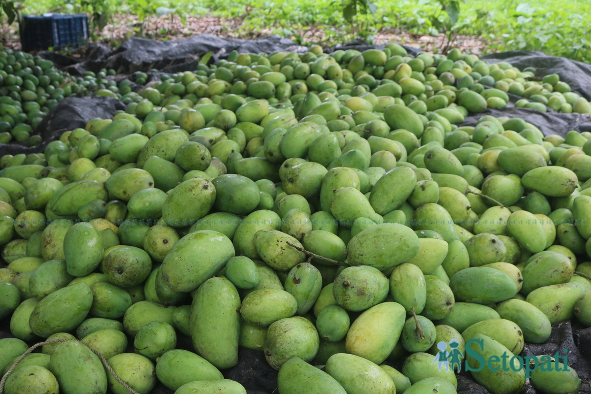 Shankar-Nepali-Mango-story8-1751997995.jpg
