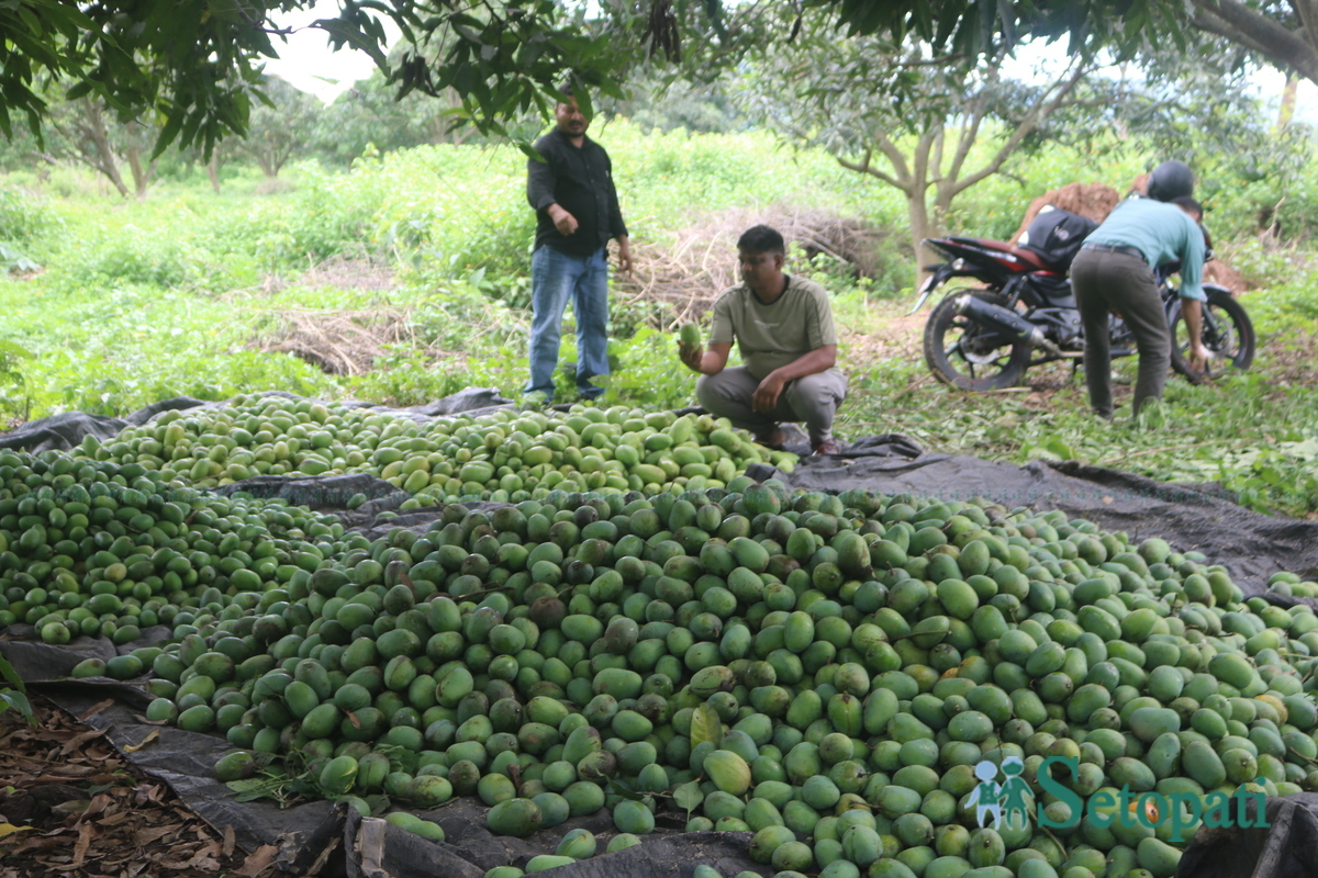 Shankar-Nepali-Mango-story9-1751997995.jpg