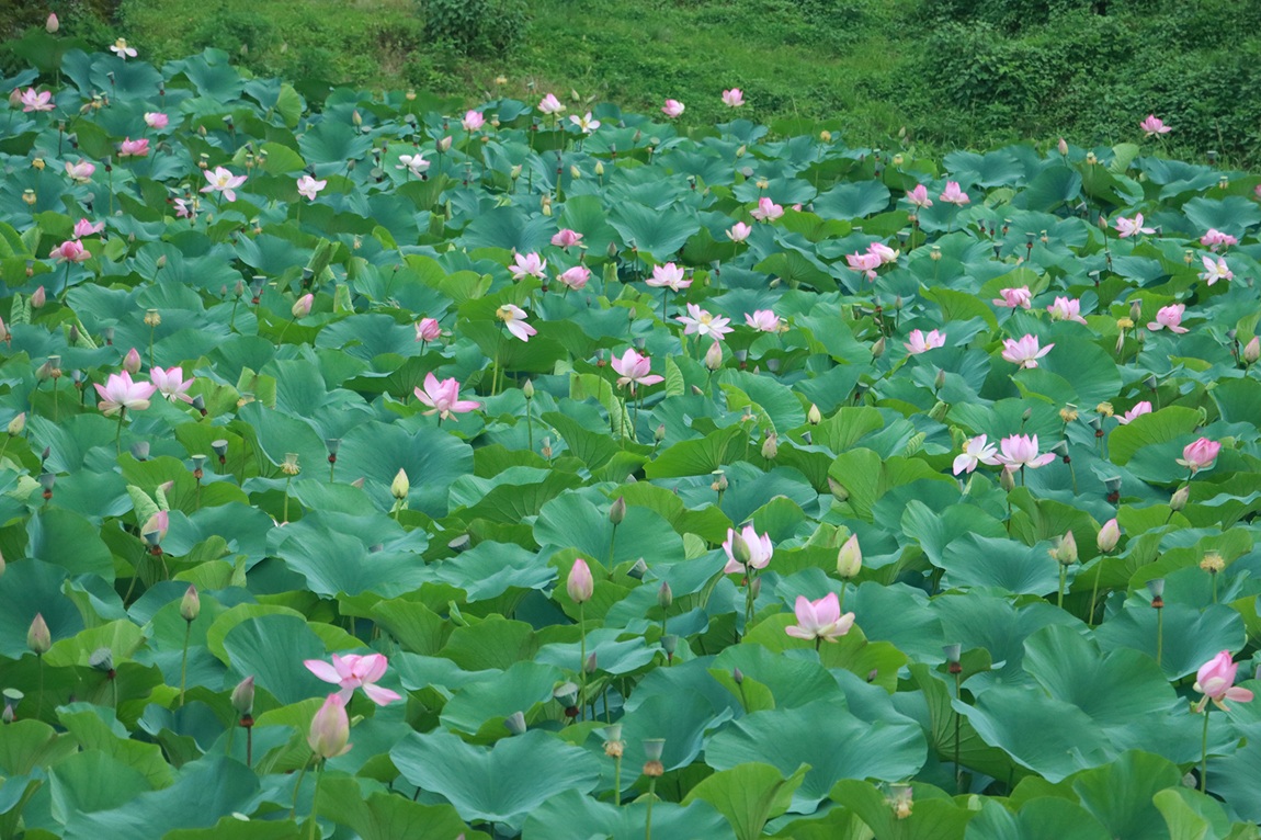 आजका तस्बिर- वैशाख १