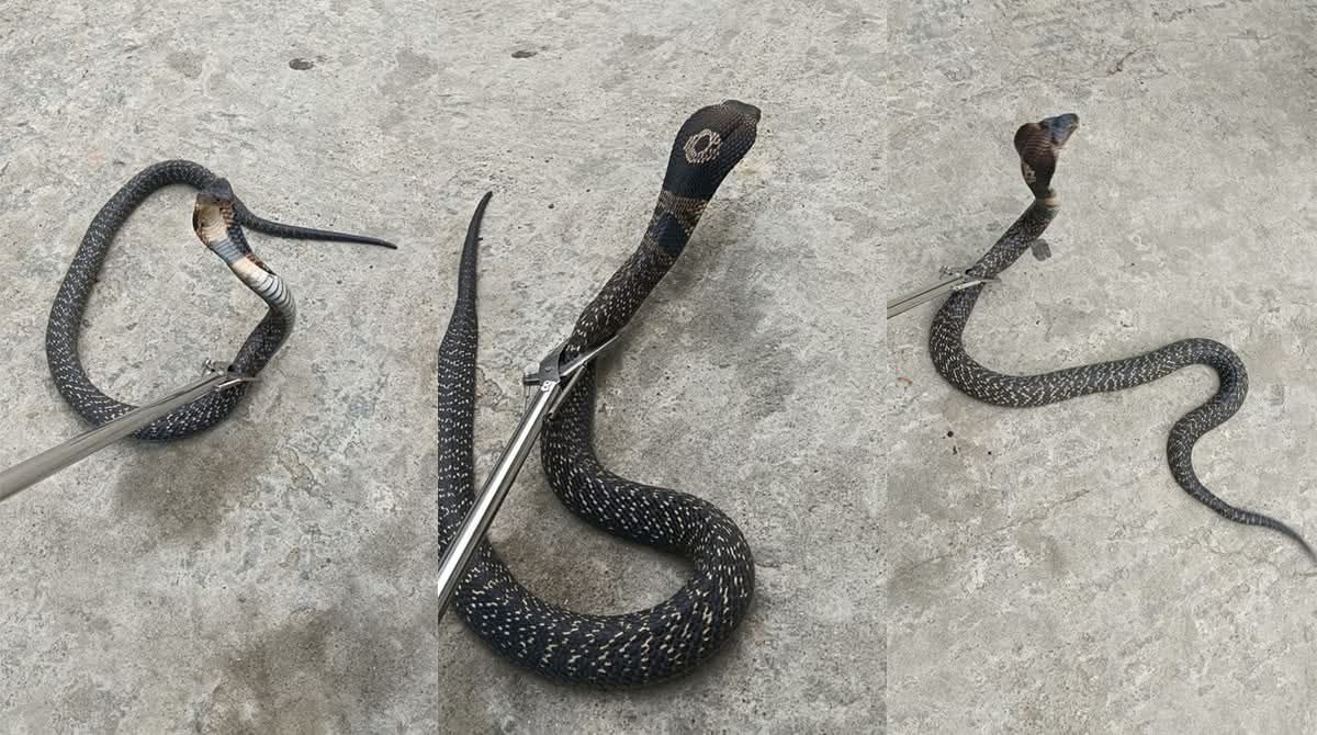 Snake3-1750607069.jpg