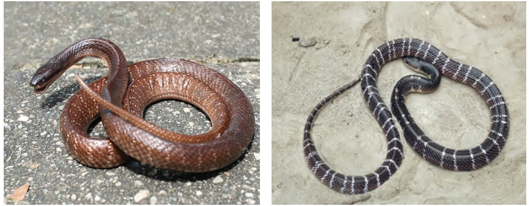 Snake4-1750607069.jpg