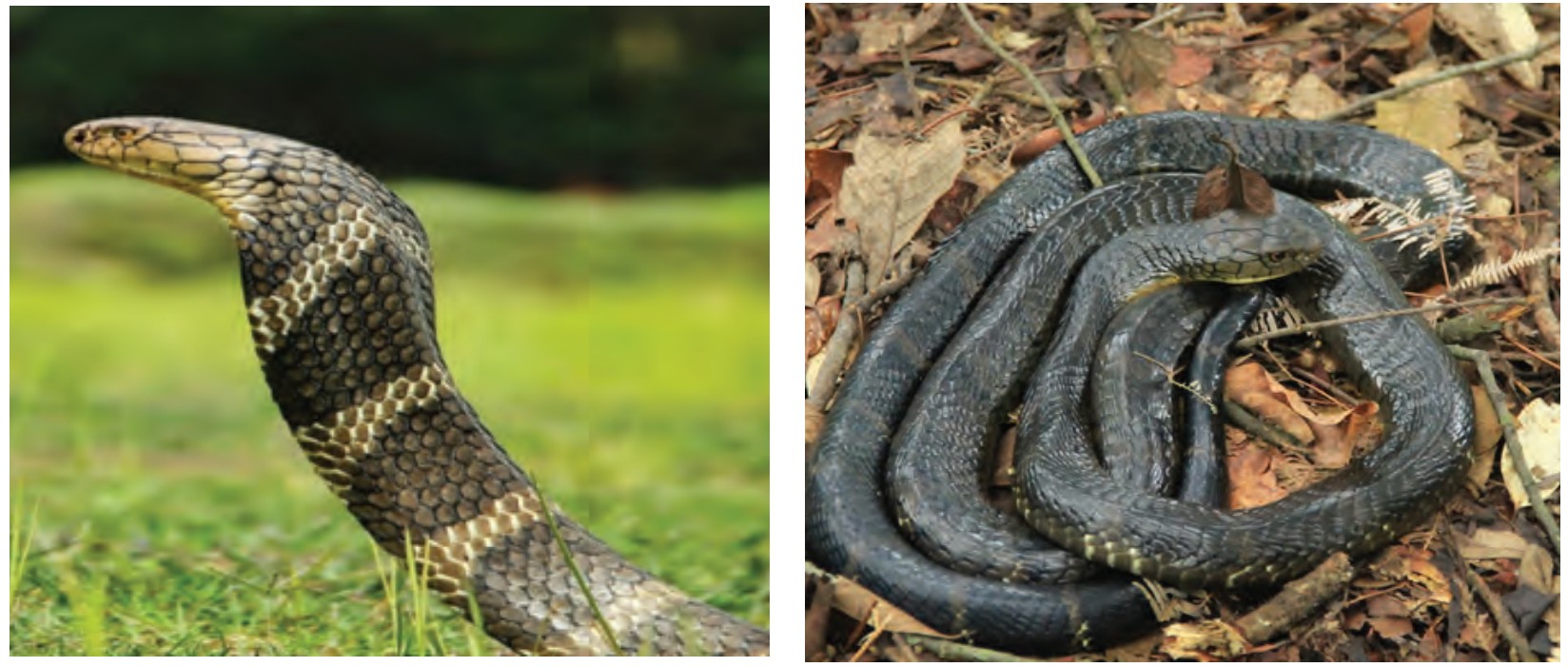 Snake5-1750607069.jpg
