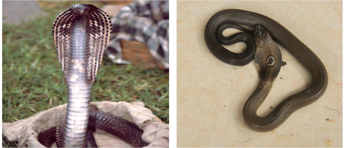 Snake6-1750607069.jpg