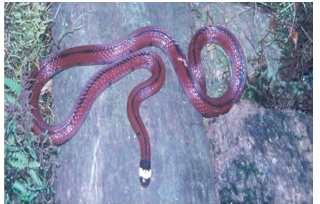 Snake7-1750607070.jpg
