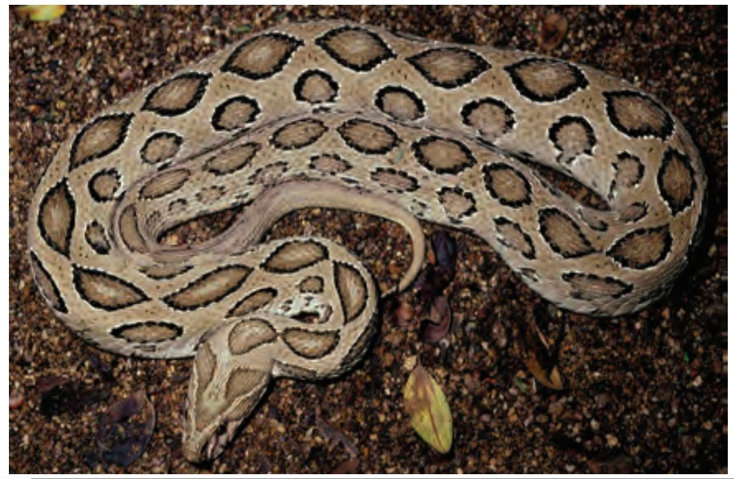 Snake8-1750607070.jpg