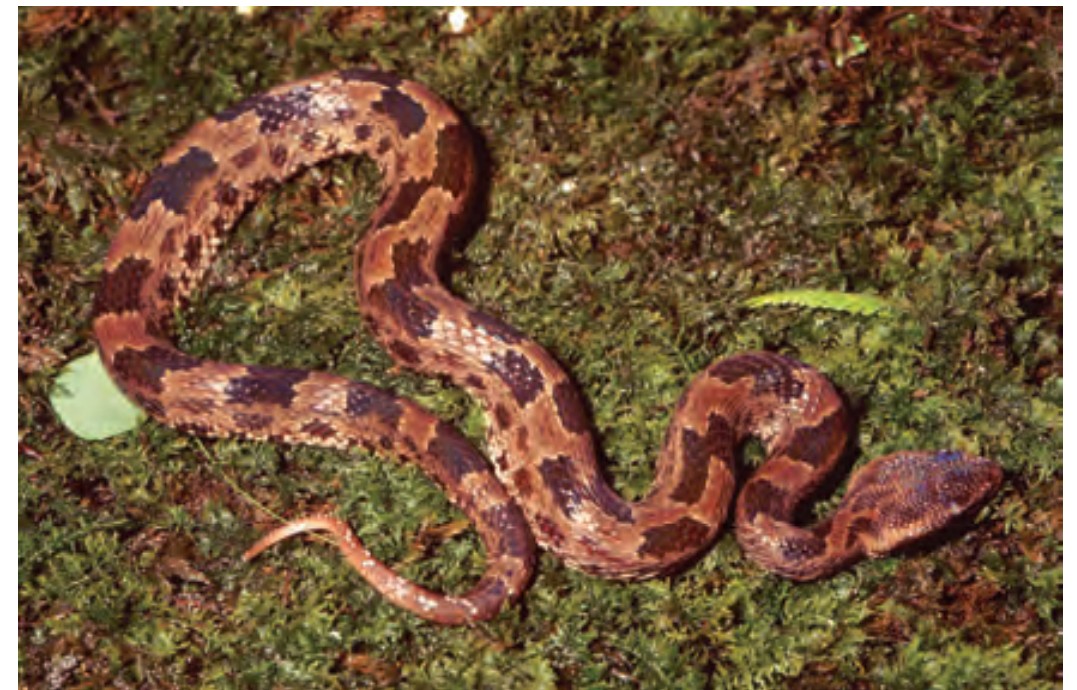 Snake9-1750607070.jpg